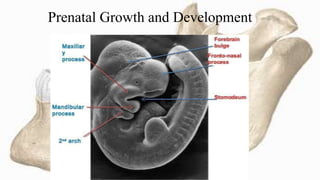 Mandible Development Development of mandible - Dr. Shweta Yadav - Oral and Maxillofacial ...