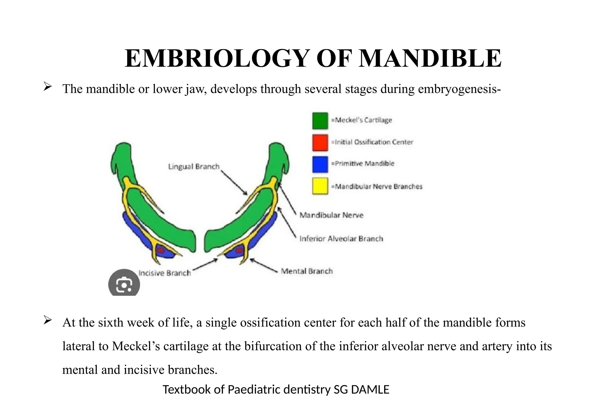 Mandible Development DEVELOPMENT OF MANDIBLE seminar presentation | PPT