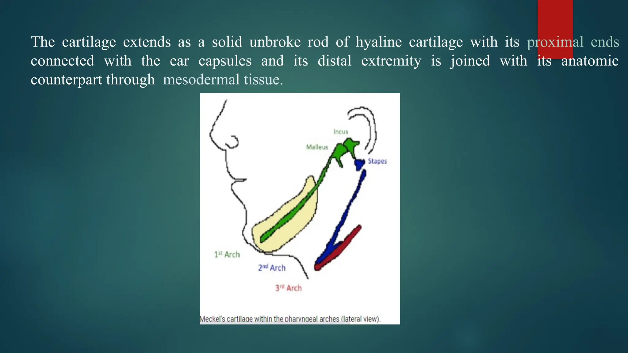 The cartilage extends as a solid unbroke rod of hyaline cartilage with its proximal ends
connected with the ear capsules and its distal extremity is joined with its anatomic
counterpart through mesodermal tissue.
 