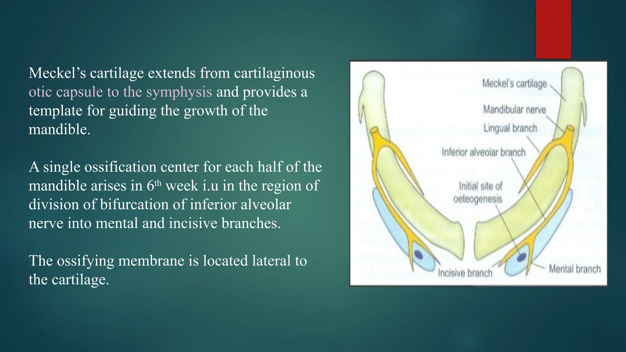 Meckel’s cartilage extends from cartilaginous
otic capsule to the symphysis and provides a
template for guiding the growth of the
mandible.
A single ossification center for each half of the
mandible arises in 6th
week i.u in the region of
division of bifurcation of inferior alveolar
nerve into mental and incisive branches.
The ossifying membrane is located lateral to
the cartilage.
 