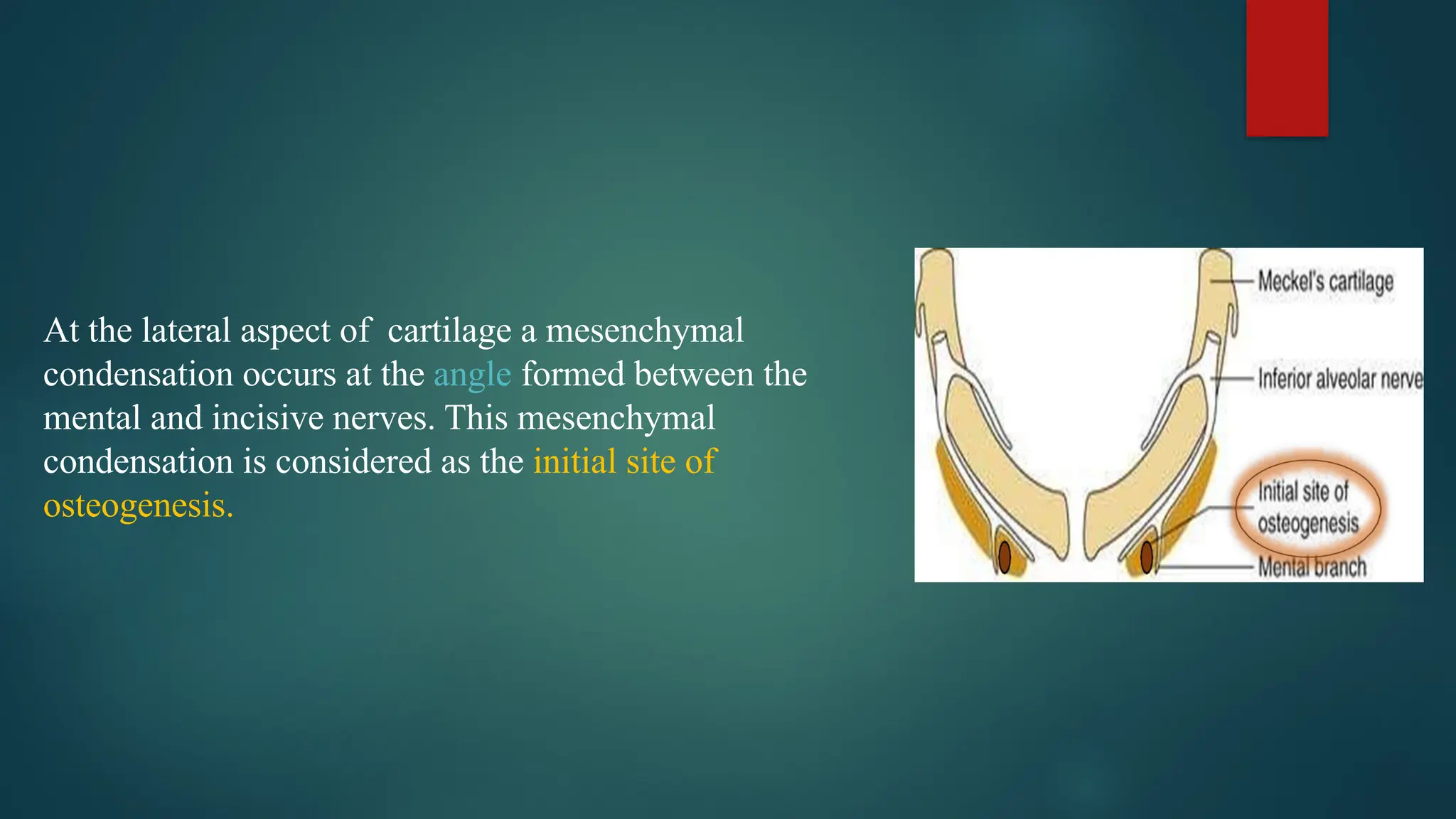 At the lateral aspect of cartilage a mesenchymal
condensation occurs at the angle formed between the
mental and incisive nerves. This mesenchymal
condensation is considered as the initial site of
osteogenesis.
 
