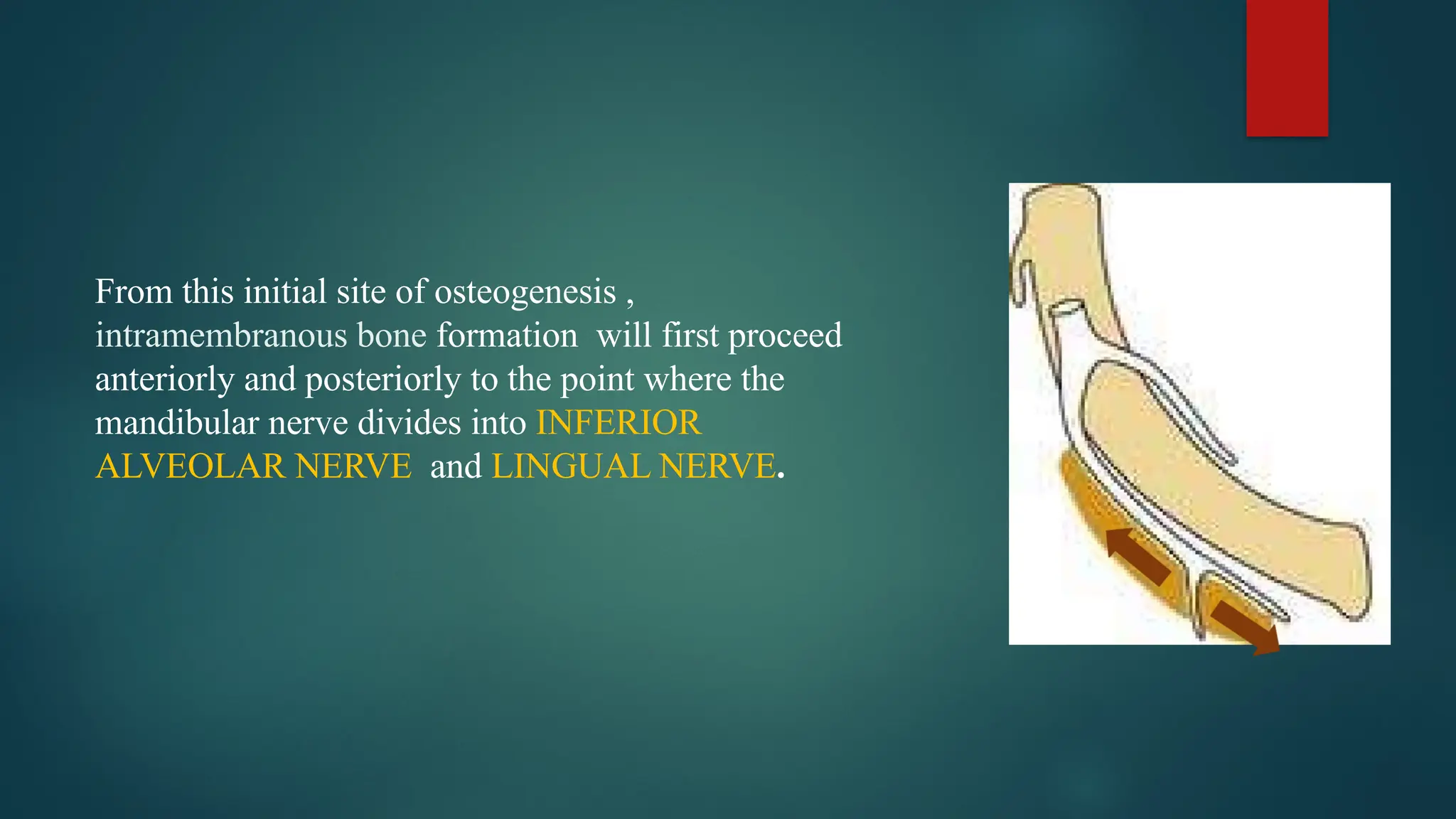 From this initial site of osteogenesis ,
intramembranous bone formation will first proceed
anteriorly and posteriorly to the point where the
mandibular nerve divides into INFERIOR
ALVEOLAR NERVE and LINGUAL NERVE.
 