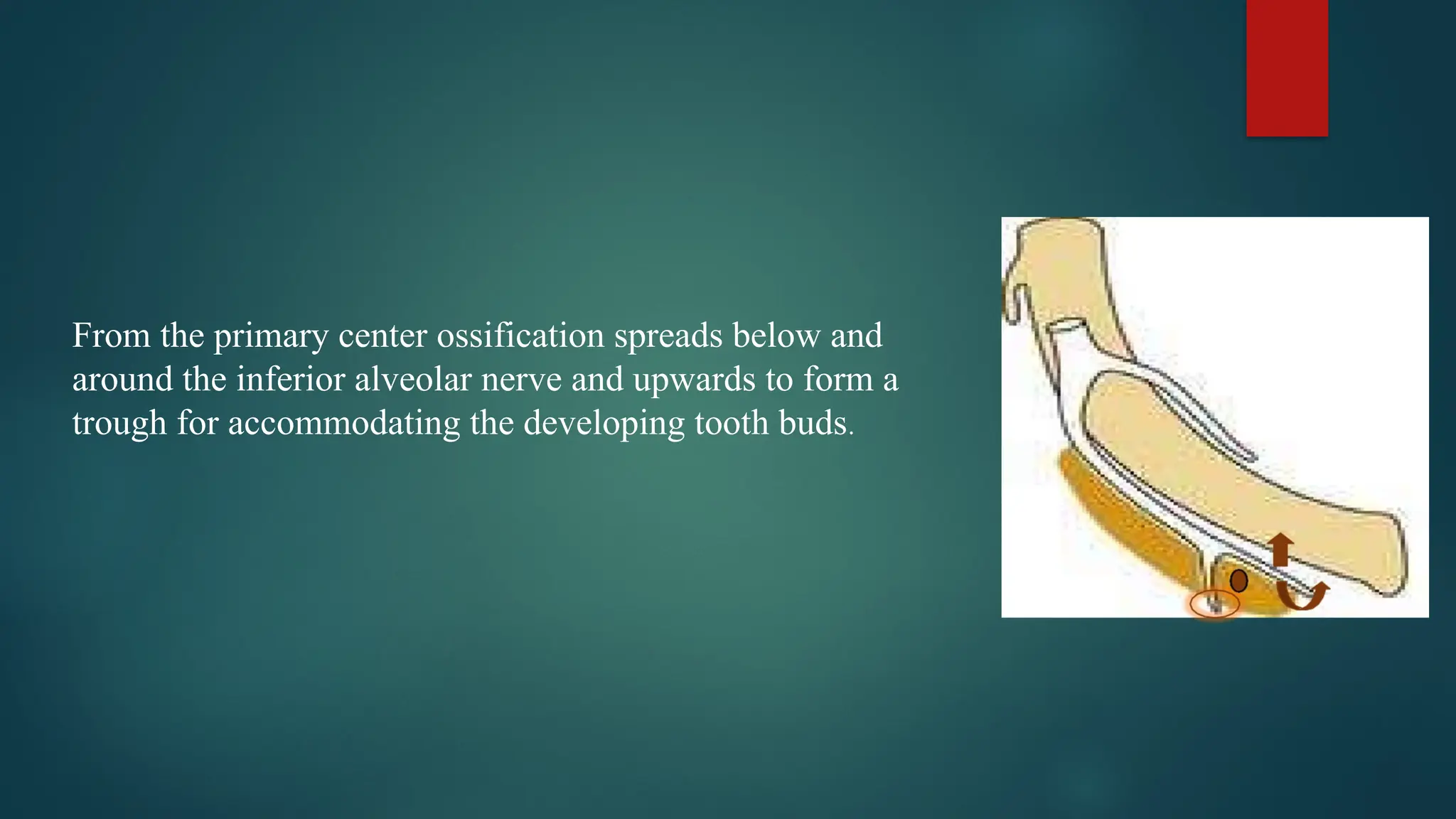 From the primary center ossification spreads below and
around the inferior alveolar nerve and upwards to form a
trough for accommodating the developing tooth buds.
 