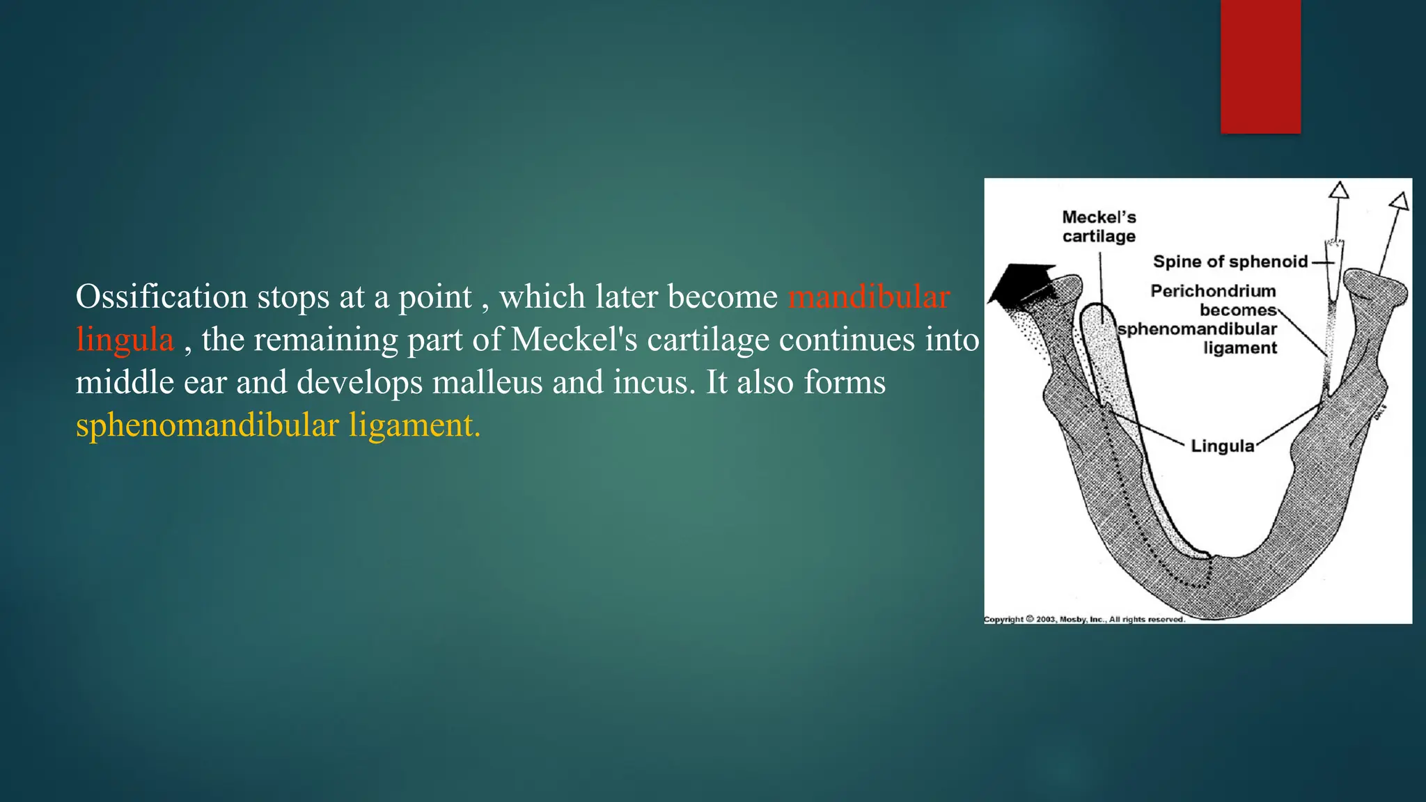 Ossification stops at a point , which later become mandibular
lingula , the remaining part of Meckel's cartilage continues into
middle ear and develops malleus and incus. It also forms
sphenomandibular ligament.
 