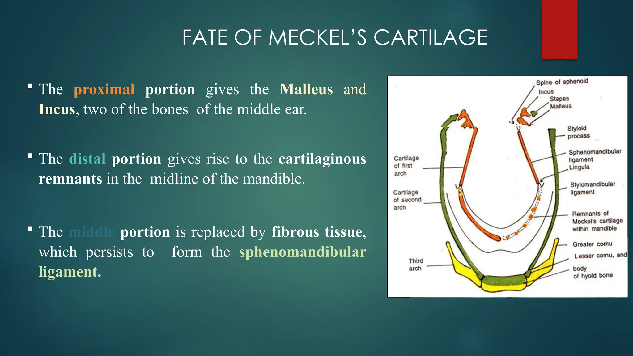 FATE OF MECKEL’S CARTILAGE
 The proximal portion gives the Malleus and
Incus, two of the bones of the middle ear.
 The distal portion gives rise to the cartilaginous
remnants in the midline of the mandible.
 The middle portion is replaced by fibrous tissue,
which persists to form the sphenomandibular
ligament.
 