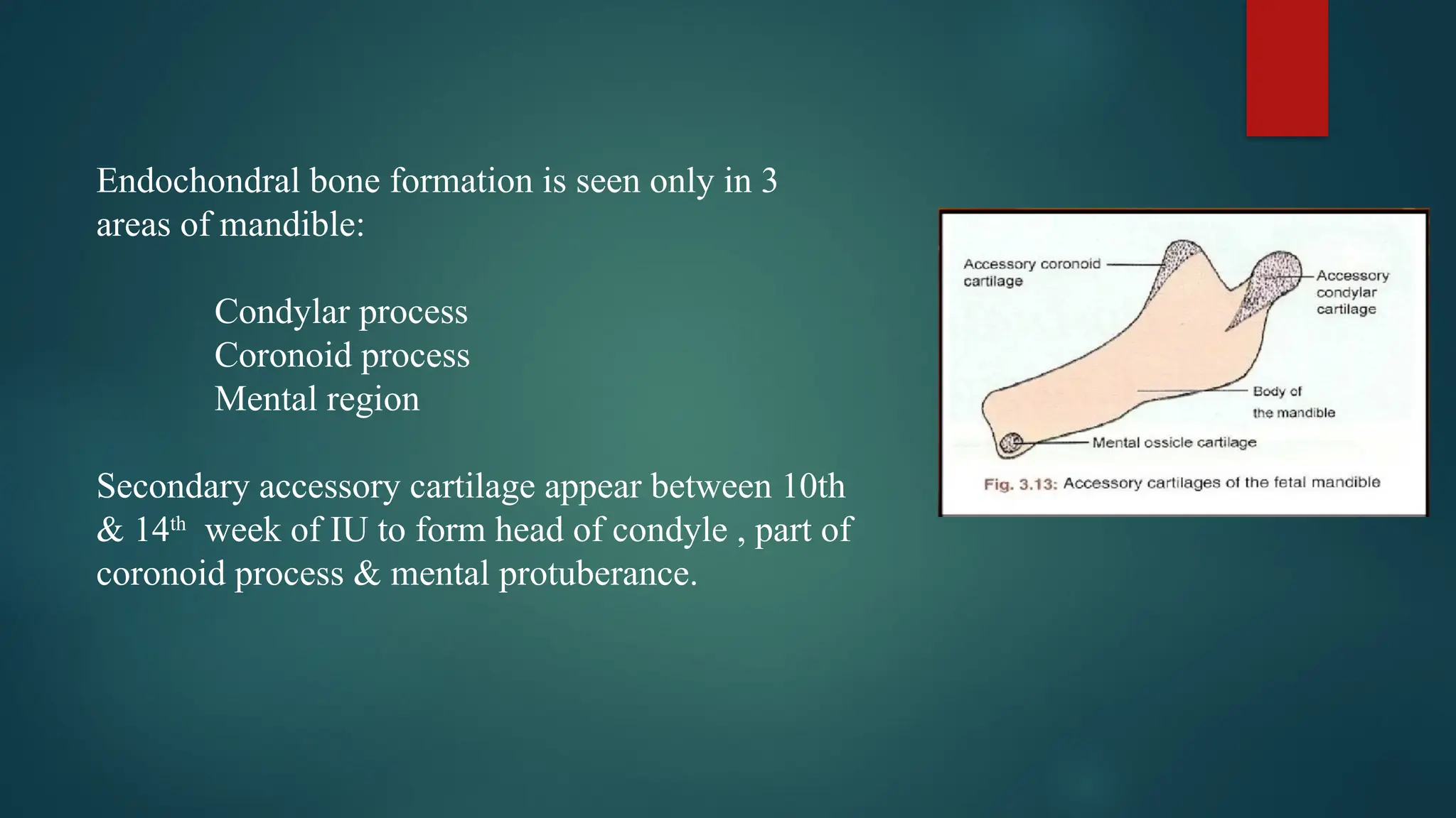 Endochondral bone formation is seen only in 3
areas of mandible:
Condylar process
Coronoid process
Mental region
Secondary accessory cartilage appear between 10th
& 14th
week of IU to form head of condyle , part of
coronoid process & mental protuberance.
 