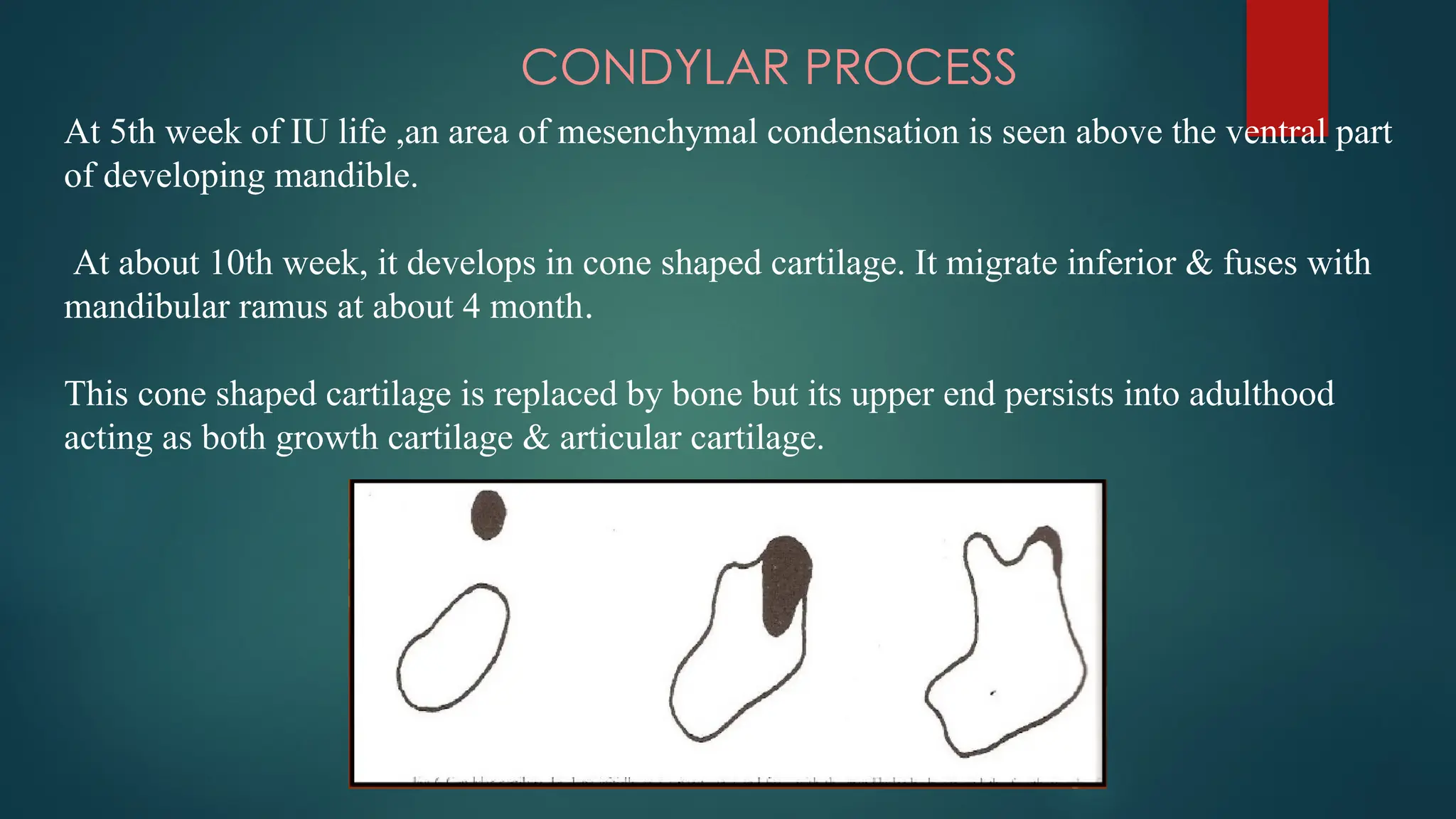 CONDYLAR PROCESS
At 5th week of IU life ,an area of mesenchymal condensation is seen above the ventral part
of developing mandible.
At about 10th week, it develops in cone shaped cartilage. It migrate inferior & fuses with
mandibular ramus at about 4 month.
This cone shaped cartilage is replaced by bone but its upper end persists into adulthood
acting as both growth cartilage & articular cartilage.
 
