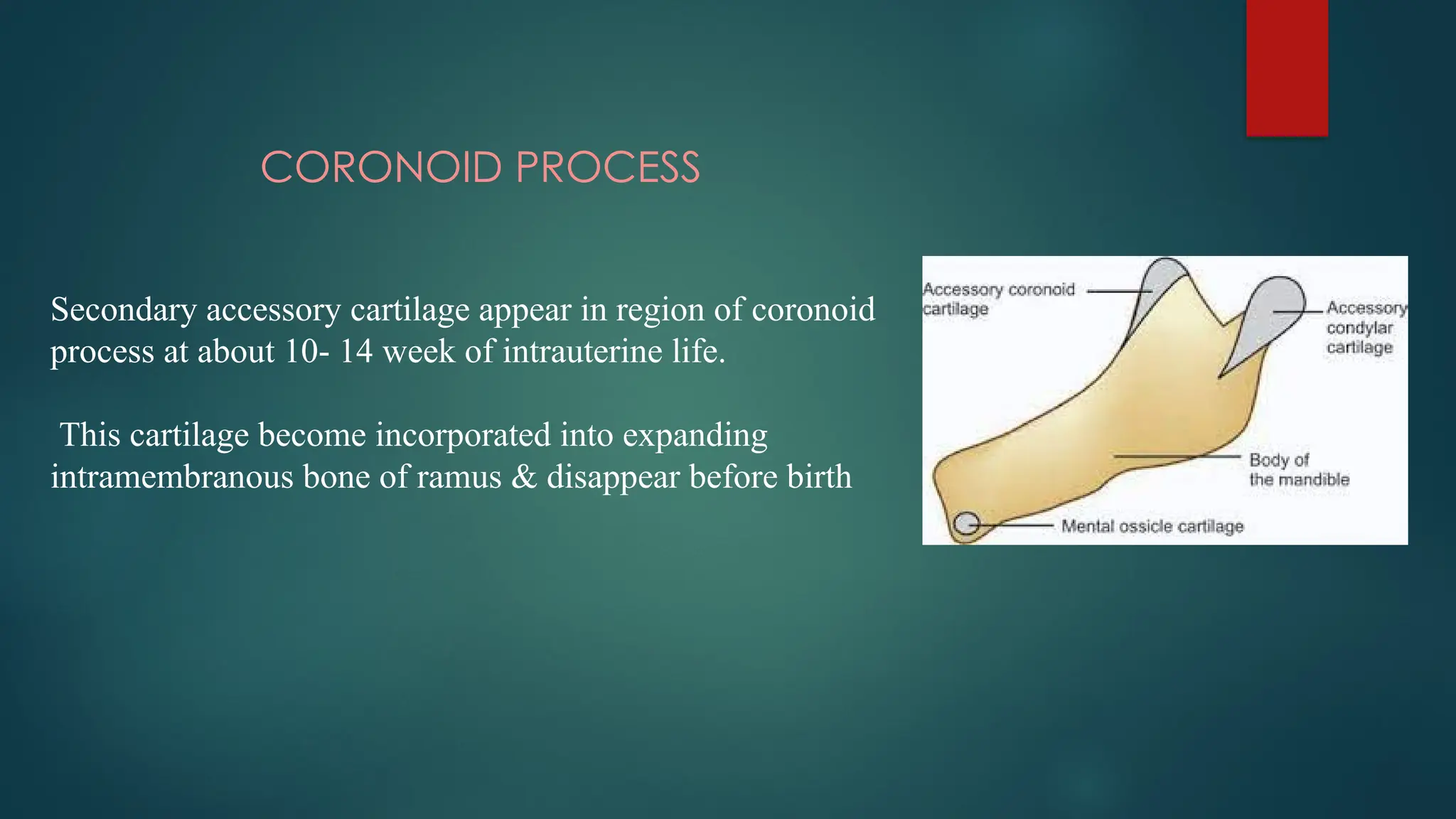 CORONOID PROCESS
Secondary accessory cartilage appear in region of coronoid
process at about 10- 14 week of intrauterine life.
This cartilage become incorporated into expanding
intramembranous bone of ramus & disappear before birth
 
