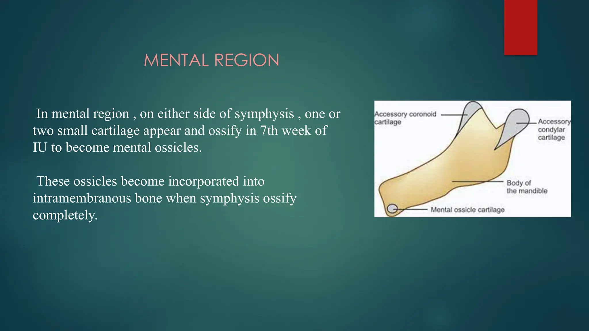 MENTAL REGION
In mental region , on either side of symphysis , one or
two small cartilage appear and ossify in 7th week of
IU to become mental ossicles.
These ossicles become incorporated into
intramembranous bone when symphysis ossify
completely.
 