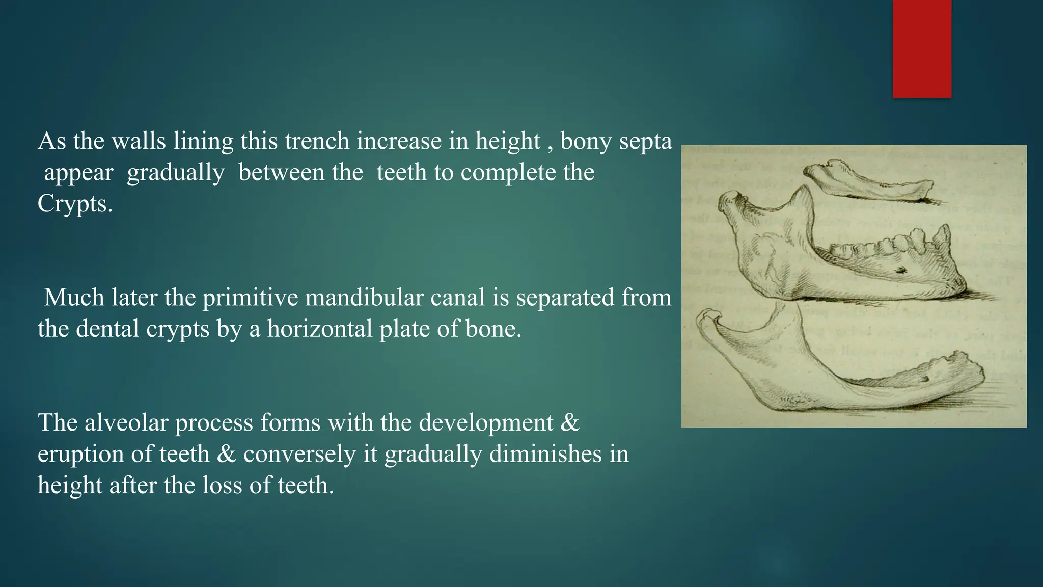 As the walls lining this trench increase in height , bony septa
appear gradually between the teeth to complete the
Crypts.
Much later the primitive mandibular canal is separated from
the dental crypts by a horizontal plate of bone.
The alveolar process forms with the development &
eruption of teeth & conversely it gradually diminishes in
height after the loss of teeth.
 