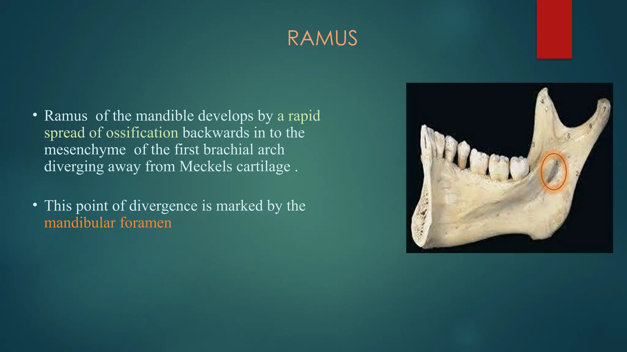 RAMUS
• Ramus of the mandible develops by a rapid
spread of ossification backwards in to the
mesenchyme of the first brachial arch
diverging away from Meckels cartilage .
• This point of divergence is marked by the
mandibular foramen
 