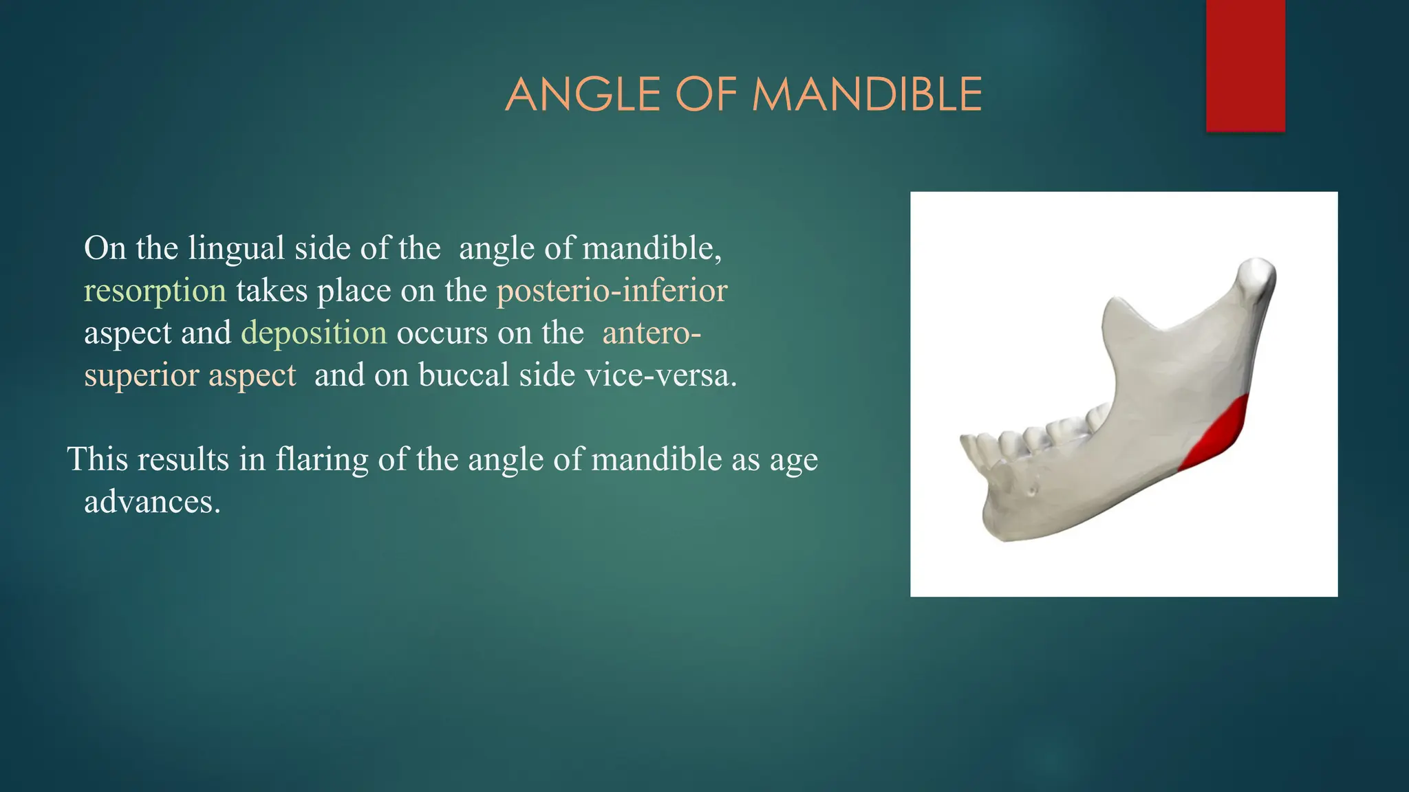 ANGLE OF MANDIBLE
On the lingual side of the angle of mandible,
resorption takes place on the posterio-inferior
aspect and deposition occurs on the antero-
superior aspect and on buccal side vice-versa.
This results in flaring of the angle of mandible as age
advances.
 
