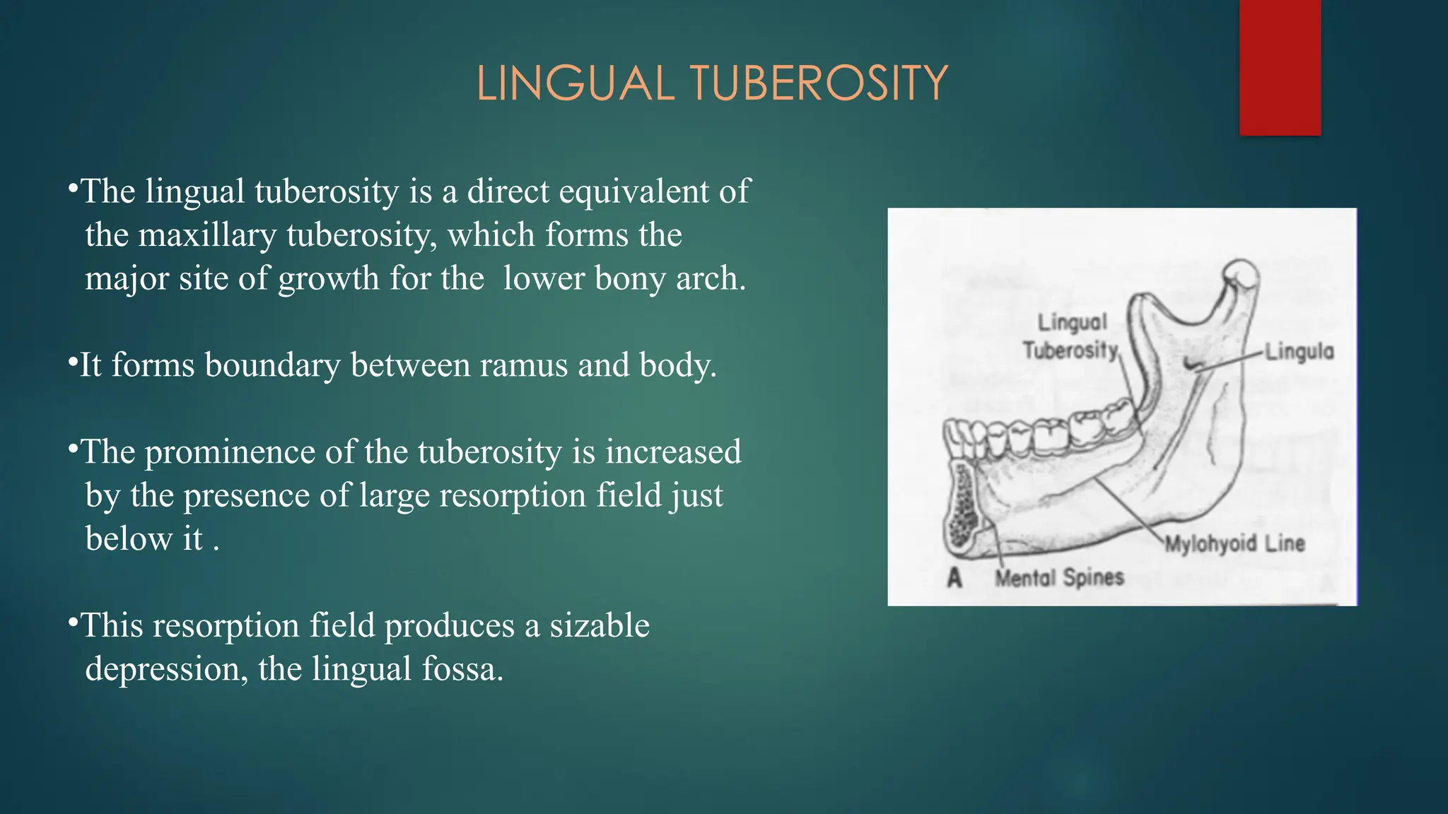 LINGUAL TUBEROSITY
•The lingual tuberosity is a direct equivalent of
the maxillary tuberosity, which forms the
major site of growth for the lower bony arch.
•It forms boundary between ramus and body.
•The prominence of the tuberosity is increased
by the presence of large resorption field just
below it .
•This resorption field produces a sizable
depression, the lingual fossa.
 