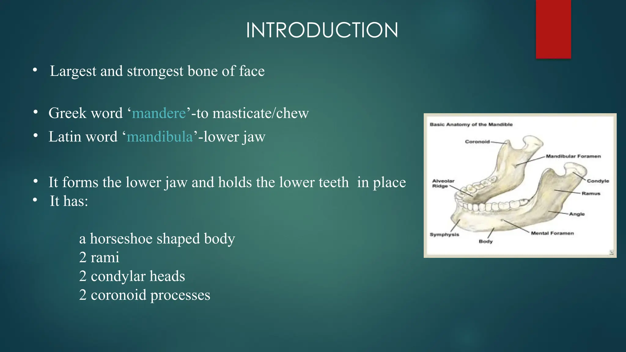 INTRODUCTION
• Largest and strongest bone of face
• Greek word ‘mandere’-to masticate/chew
• Latin word ‘mandibula’-lower jaw
• It forms the lower jaw and holds the lower teeth in place
• It has:
a horseshoe shaped body
2 rami
2 condylar heads
2 coronoid processes
 