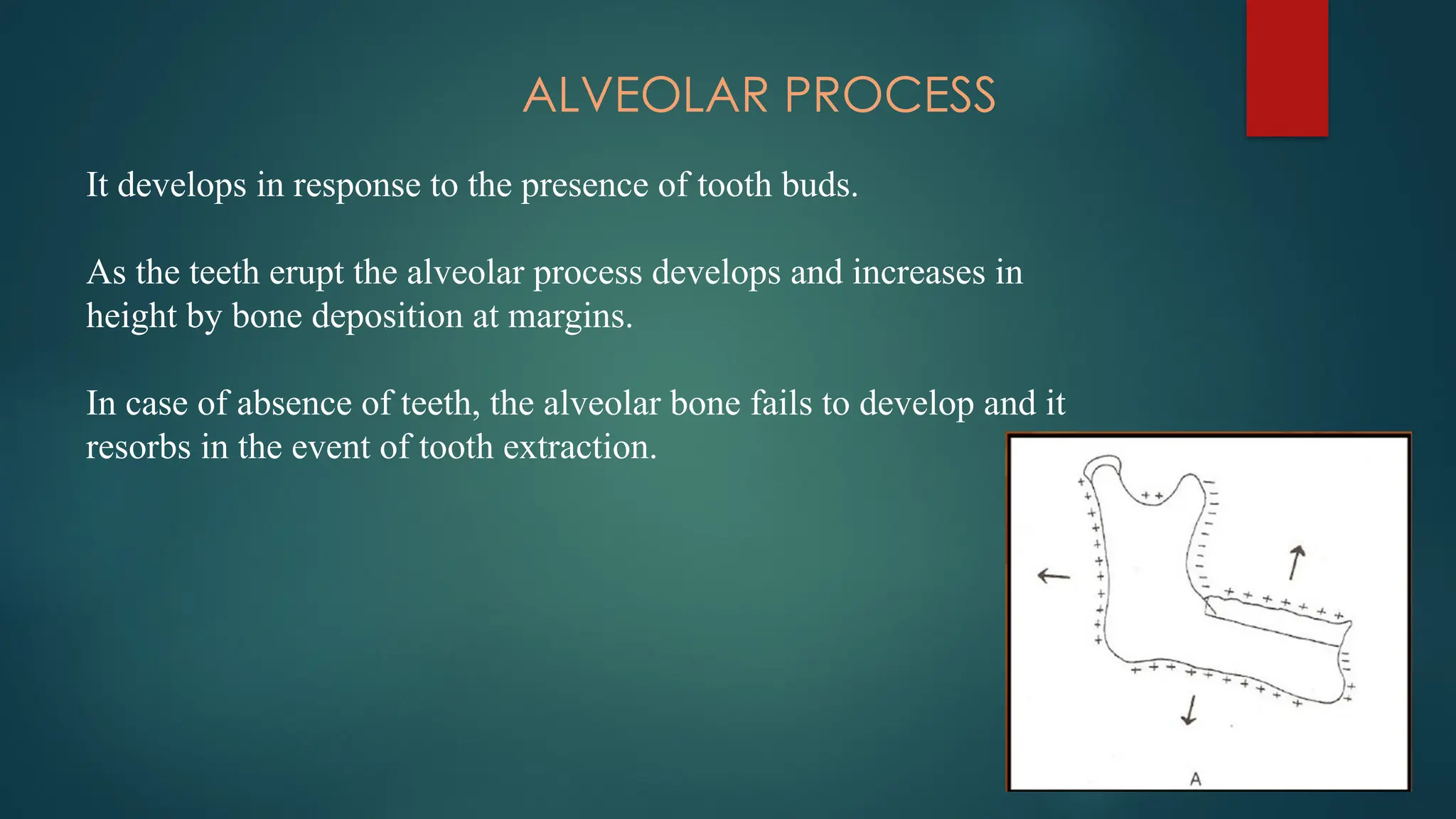 ALVEOLAR PROCESS
It develops in response to the presence of tooth buds.
As the teeth erupt the alveolar process develops and increases in
height by bone deposition at margins.
In case of absence of teeth, the alveolar bone fails to develop and it
resorbs in the event of tooth extraction.
 
