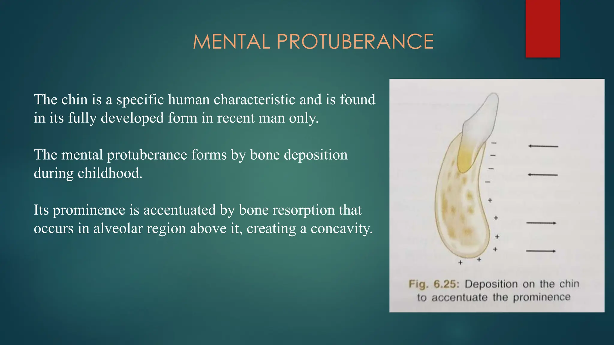 MENTAL PROTUBERANCE
The chin is a specific human characteristic and is found
in its fully developed form in recent man only.
The mental protuberance forms by bone deposition
during childhood.
Its prominence is accentuated by bone resorption that
occurs in alveolar region above it, creating a concavity.
 