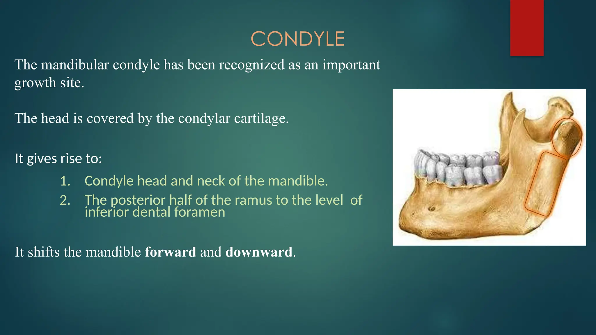 CONDYLE
The mandibular condyle has been recognized as an important
growth site.
The head is covered by the condylar cartilage.
It gives rise to:
1. Condyle head and neck of the mandible.
2. The posterior half of the ramus to the level of
inferior dental foramen
It shifts the mandible forward and downward.
 