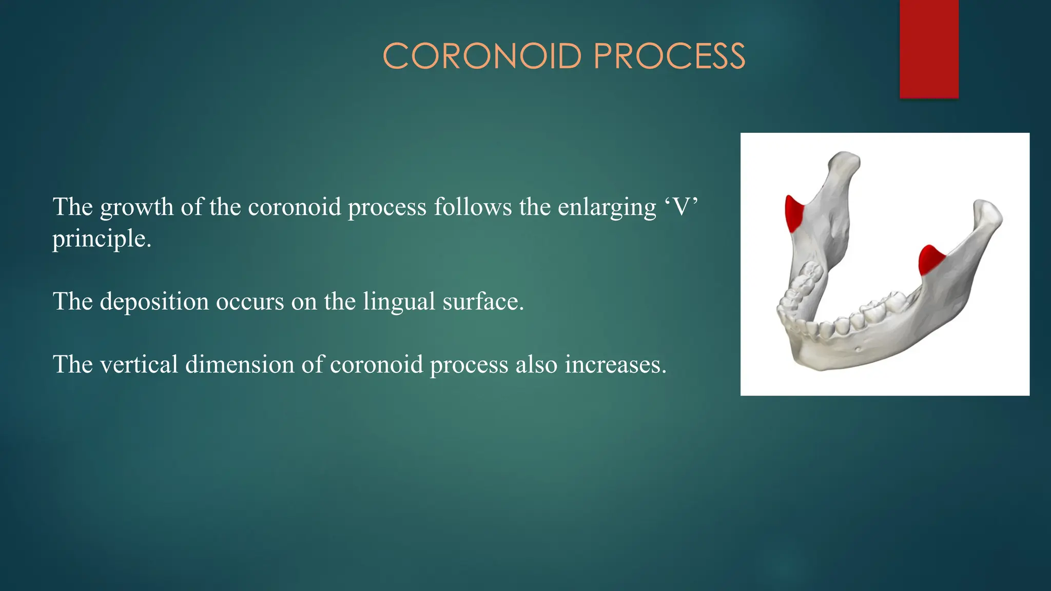 CORONOID PROCESS
The growth of the coronoid process follows the enlarging ‘V’
principle.
The deposition occurs on the lingual surface.
The vertical dimension of coronoid process also increases.
 