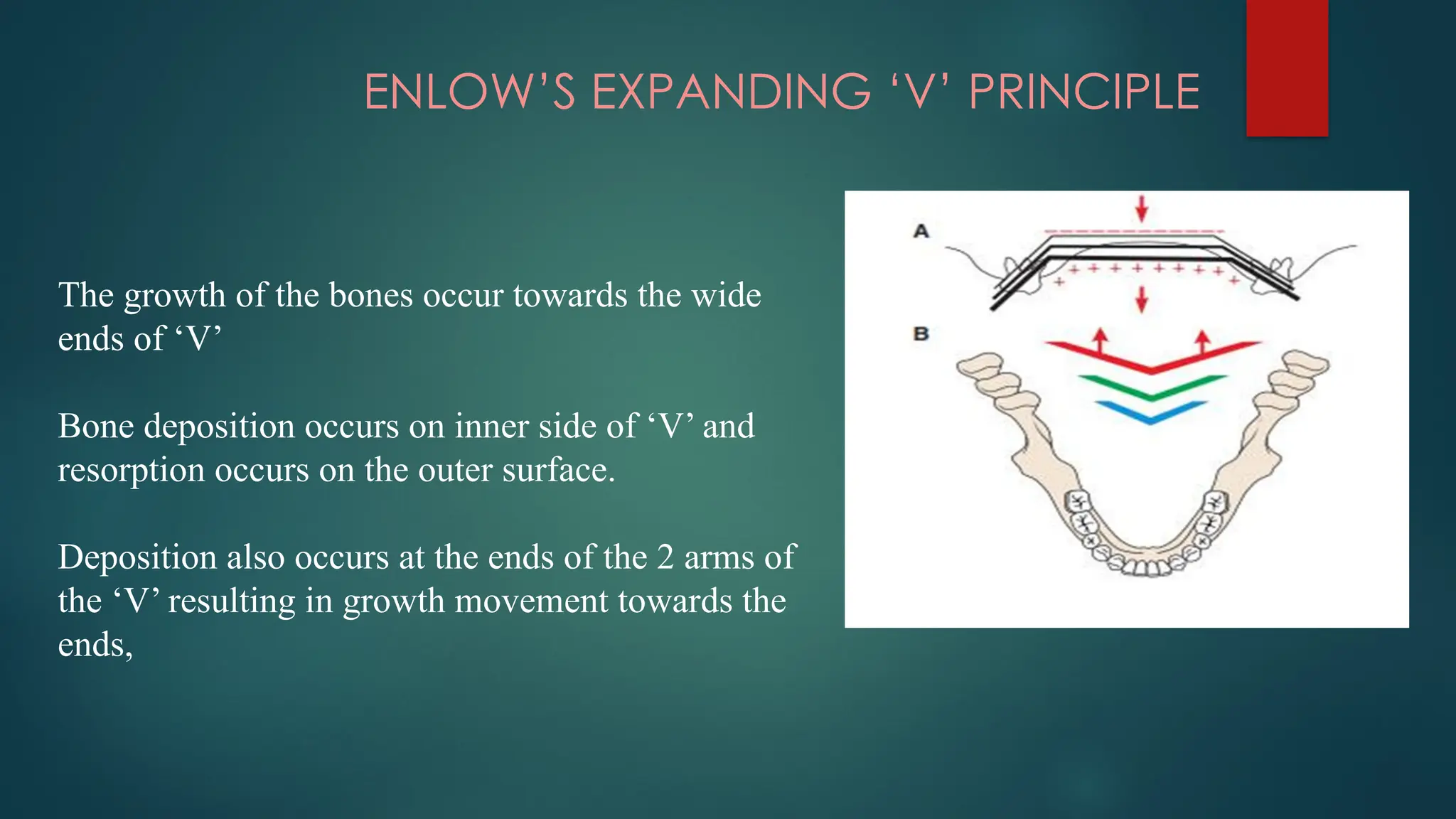 ENLOW’S EXPANDING ‘V’ PRINCIPLE
The growth of the bones occur towards the wide
ends of ‘V’
Bone deposition occurs on inner side of ‘V’ and
resorption occurs on the outer surface.
Deposition also occurs at the ends of the 2 arms of
the ‘V’ resulting in growth movement towards the
ends,
 