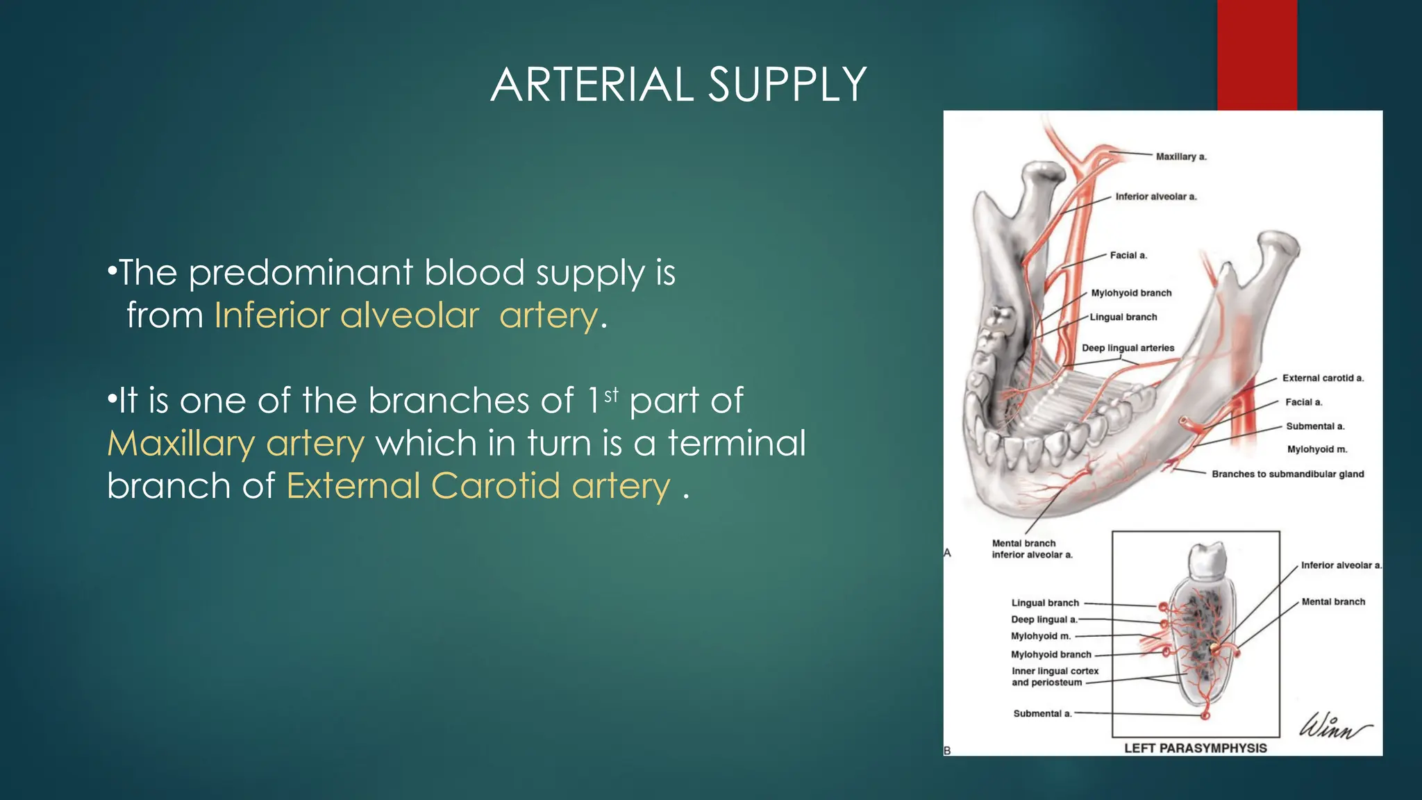 ARTERIAL SUPPLY
•The predominant blood supply is
from Inferior alveolar artery.
•It is one of the branches of 1st
part of
Maxillary artery which in turn is a terminal
branch of External Carotid artery .
 