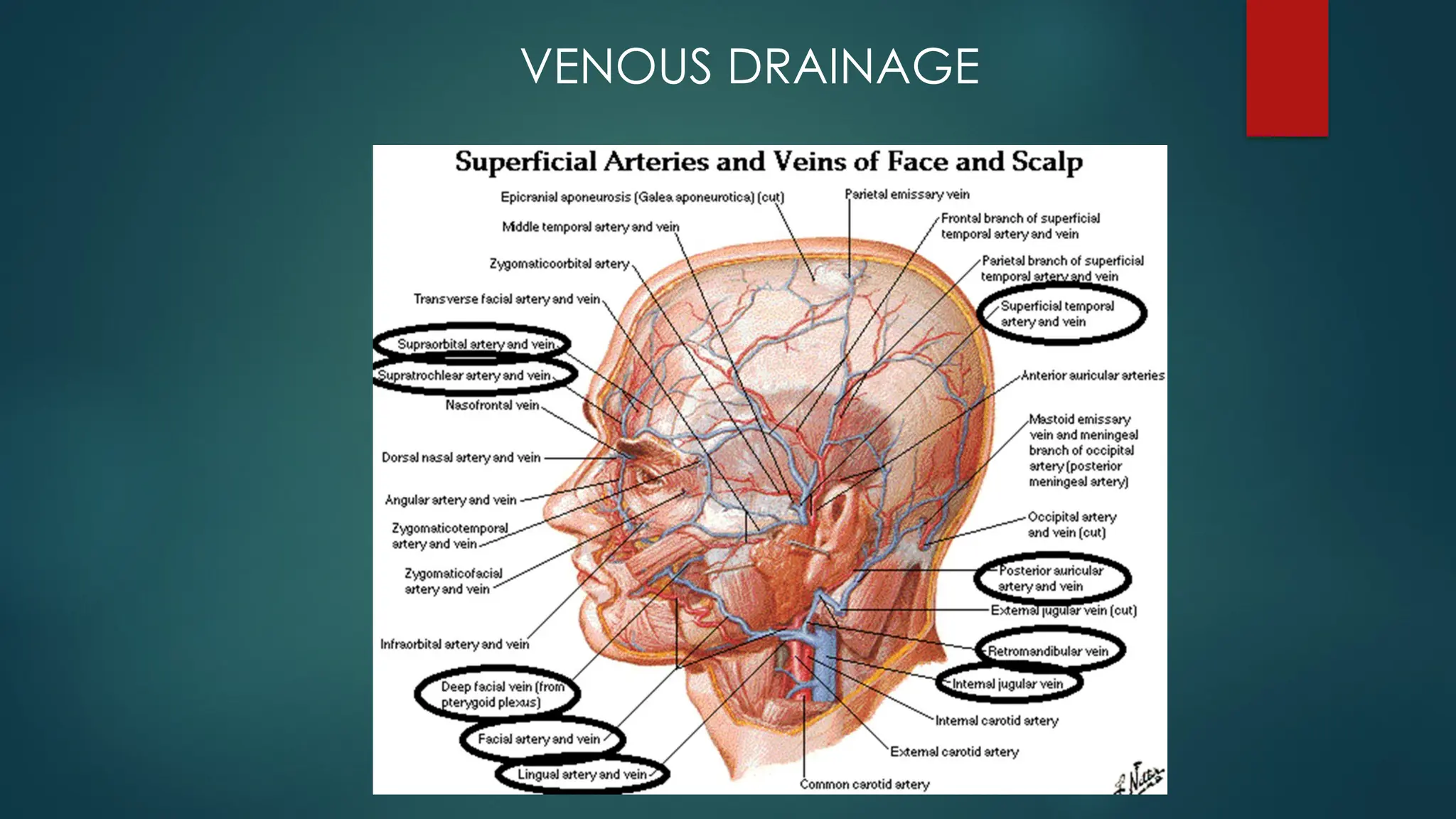 VENOUS DRAINAGE
 