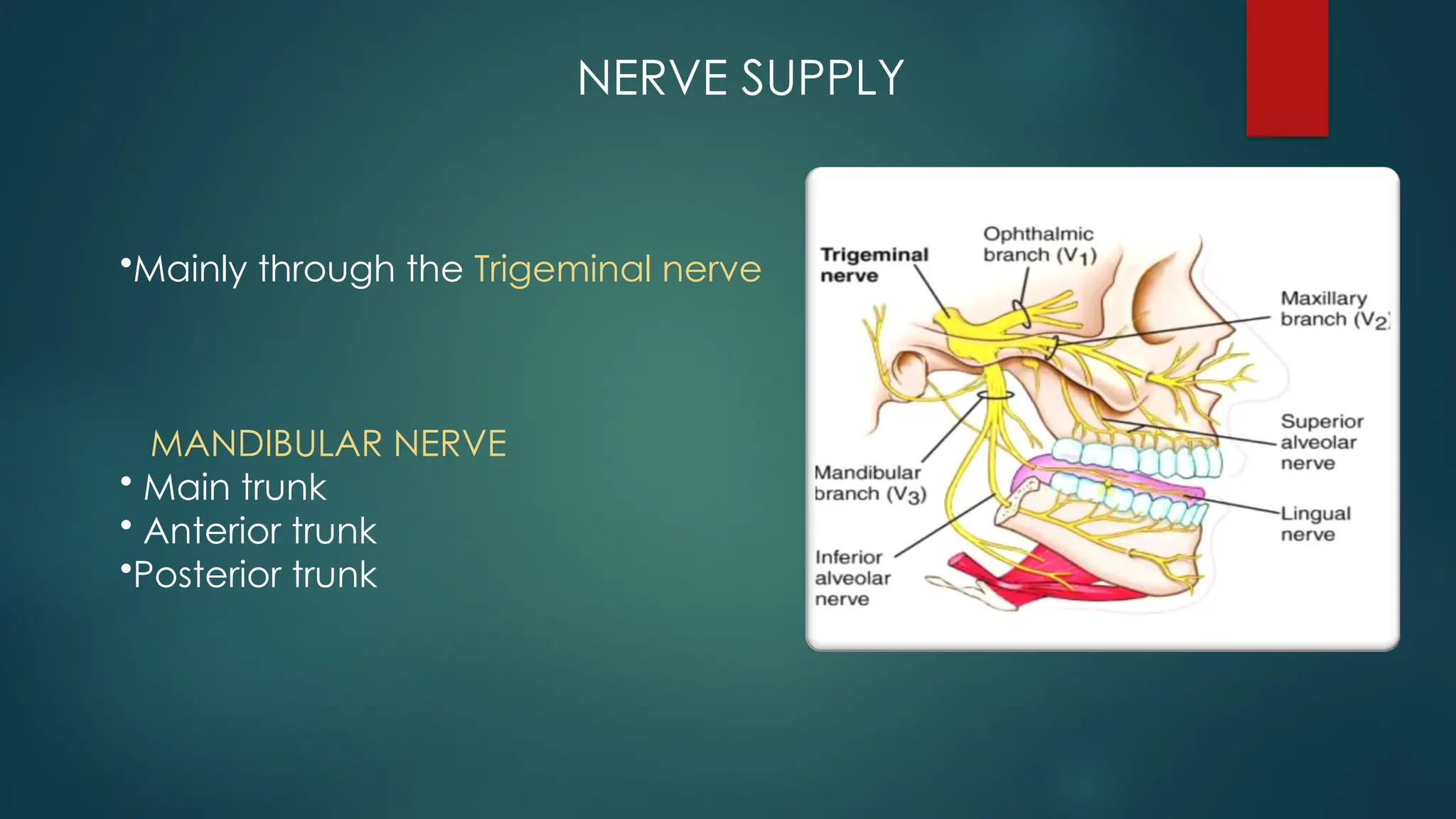NERVE SUPPLY
•Mainly through the Trigeminal nerve
MANDIBULAR NERVE
• Main trunk
• Anterior trunk
•Posterior trunk
 
