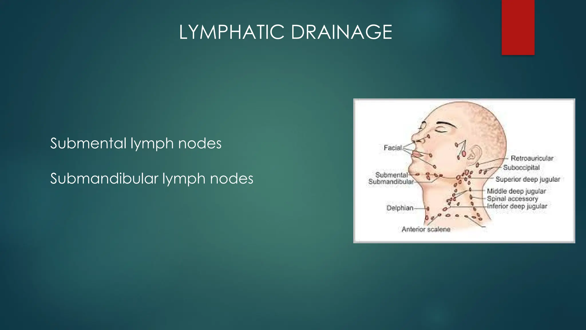 LYMPHATIC DRAINAGE
Submental lymph nodes
Submandibular lymph nodes
 