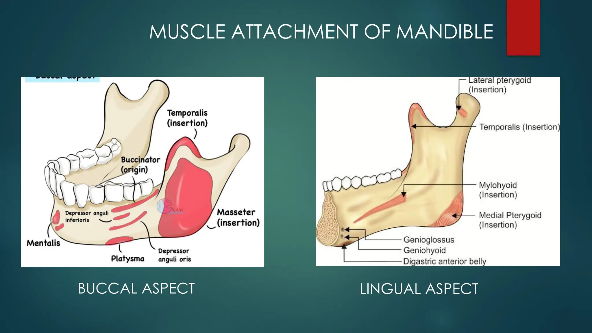 MUSCLE ATTACHMENT OF MANDIBLE
BUCCAL ASPECT LINGUAL ASPECT
 