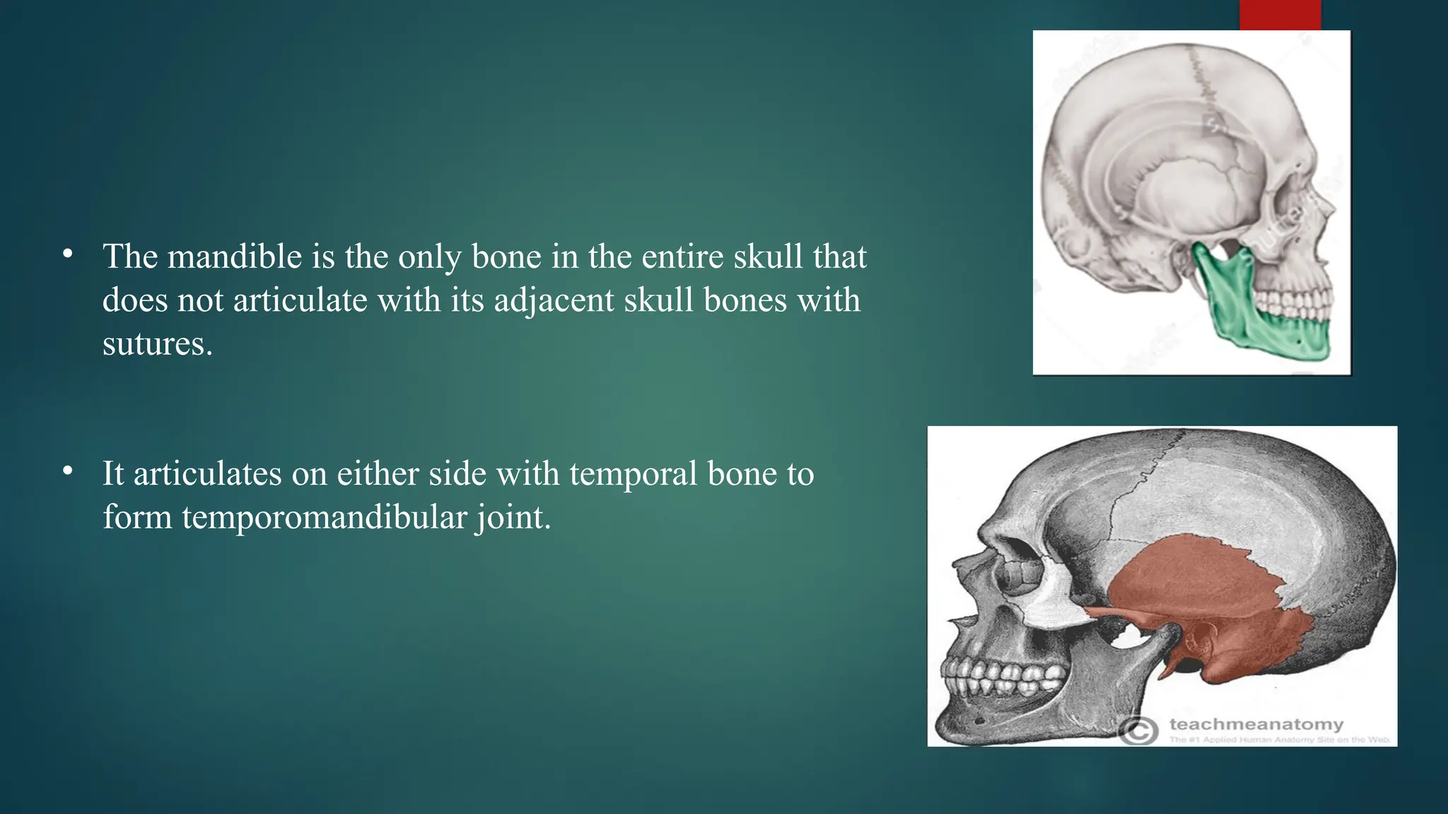 • The mandible is the only bone in the entire skull that
does not articulate with its adjacent skull bones with
sutures.
• It articulates on either side with temporal bone to
form temporomandibular joint.
 