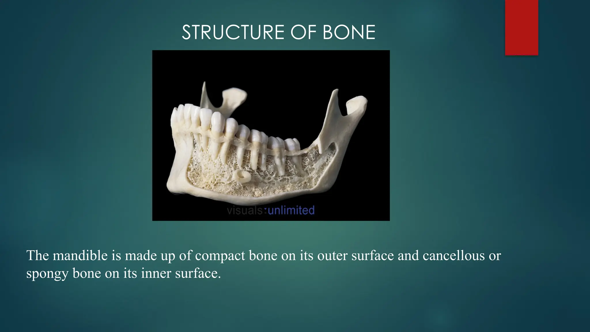 STRUCTURE OF BONE
The mandible is made up of compact bone on its outer surface and cancellous or
spongy bone on its inner surface.
 