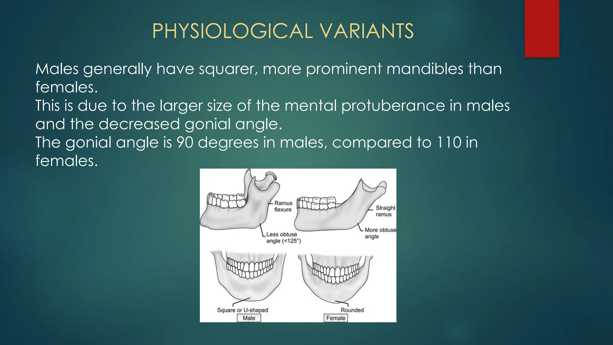 PHYSIOLOGICAL VARIANTS
Males generally have squarer, more prominent mandibles than
females.
This is due to the larger size of the mental protuberance in males
and the decreased gonial angle.
The gonial angle is 90 degrees in males, compared to 110 in
females.
 