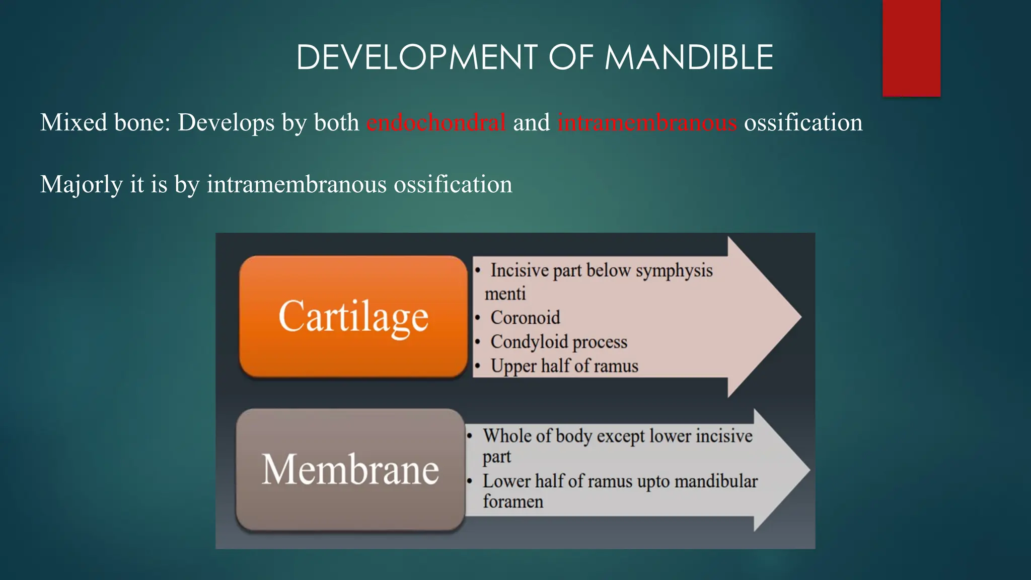 DEVELOPMENT OF MANDIBLE
Mixed bone: Develops by both endochondral and intramembranous ossification
Majorly it is by intramembranous ossification
 