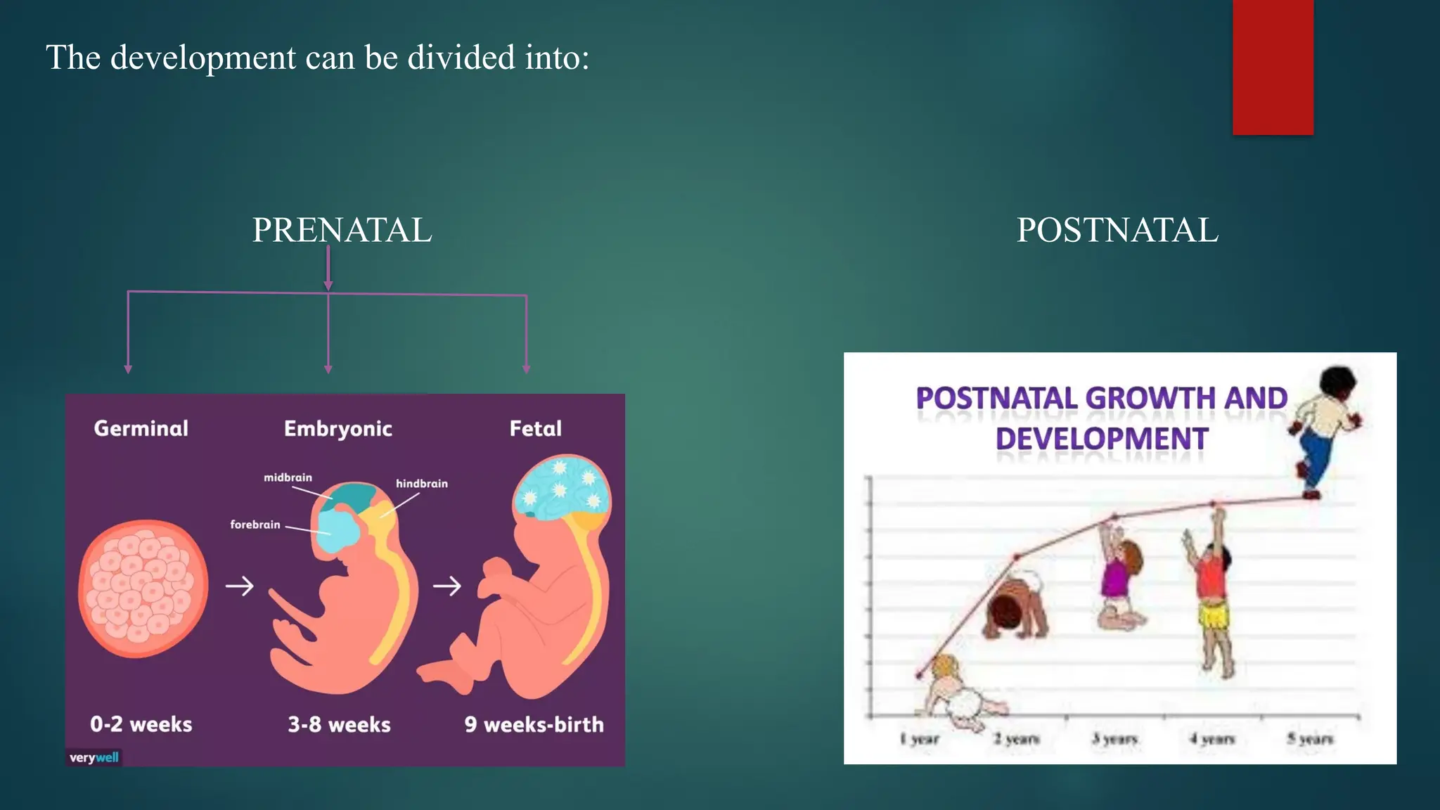 The development can be divided into:
PRENATAL POSTNATAL
 