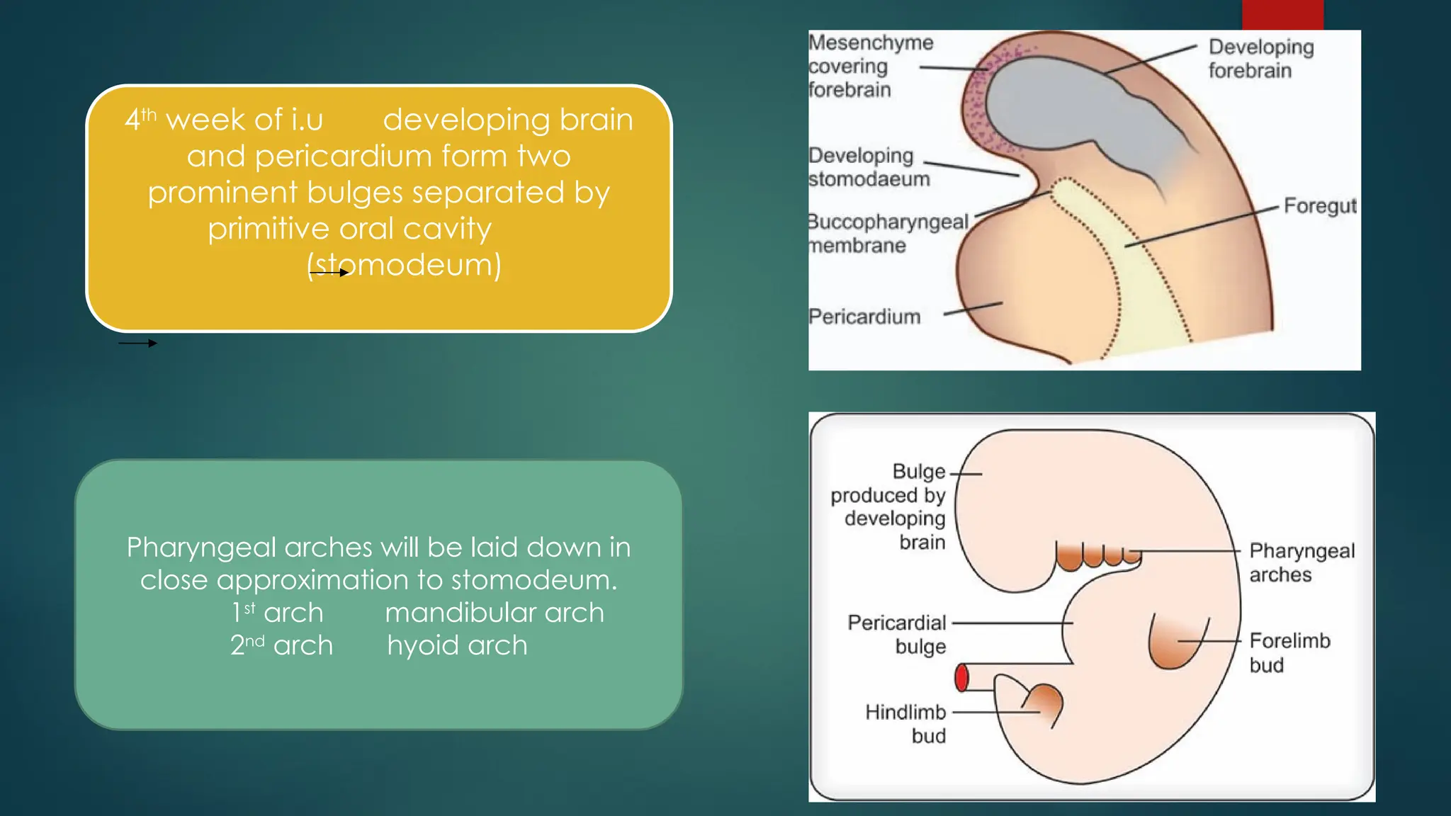 4th
week of i.u developing brain
and pericardium form two
prominent bulges separated by
primitive oral cavity
(stomodeum)
Pharyngeal arches will be laid down in
close approximation to stomodeum.
1st
arch mandibular arch
2nd
arch hyoid arch
 