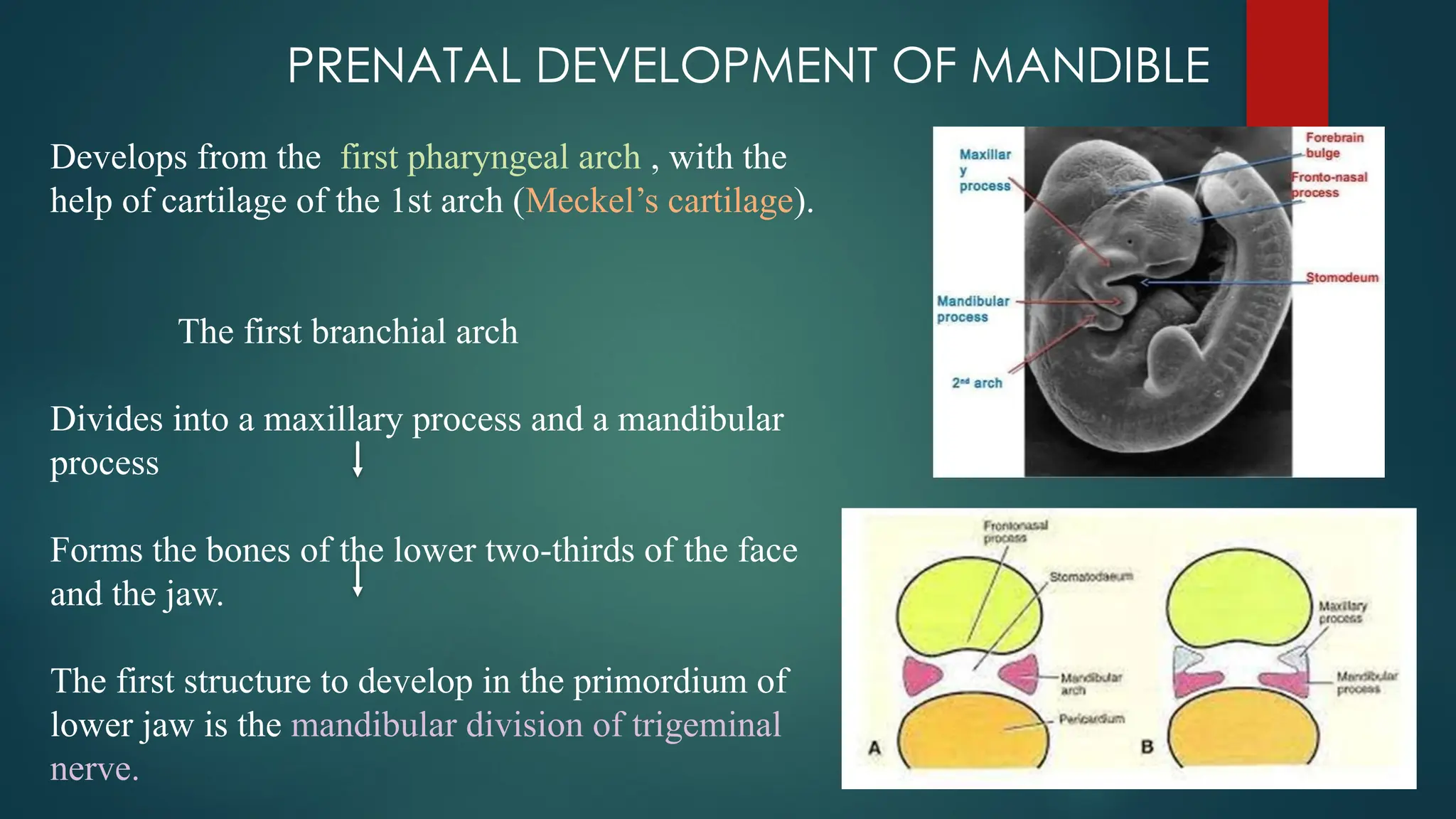 PRENATAL DEVELOPMENT OF MANDIBLE
Develops from the first pharyngeal arch , with the
help of cartilage of the 1st arch (Meckel’s cartilage).
The first branchial arch
Divides into a maxillary process and a mandibular
process
Forms the bones of the lower two-thirds of the face
and the jaw.
The first structure to develop in the primordium of
lower jaw is the mandibular division of trigeminal
nerve.
 