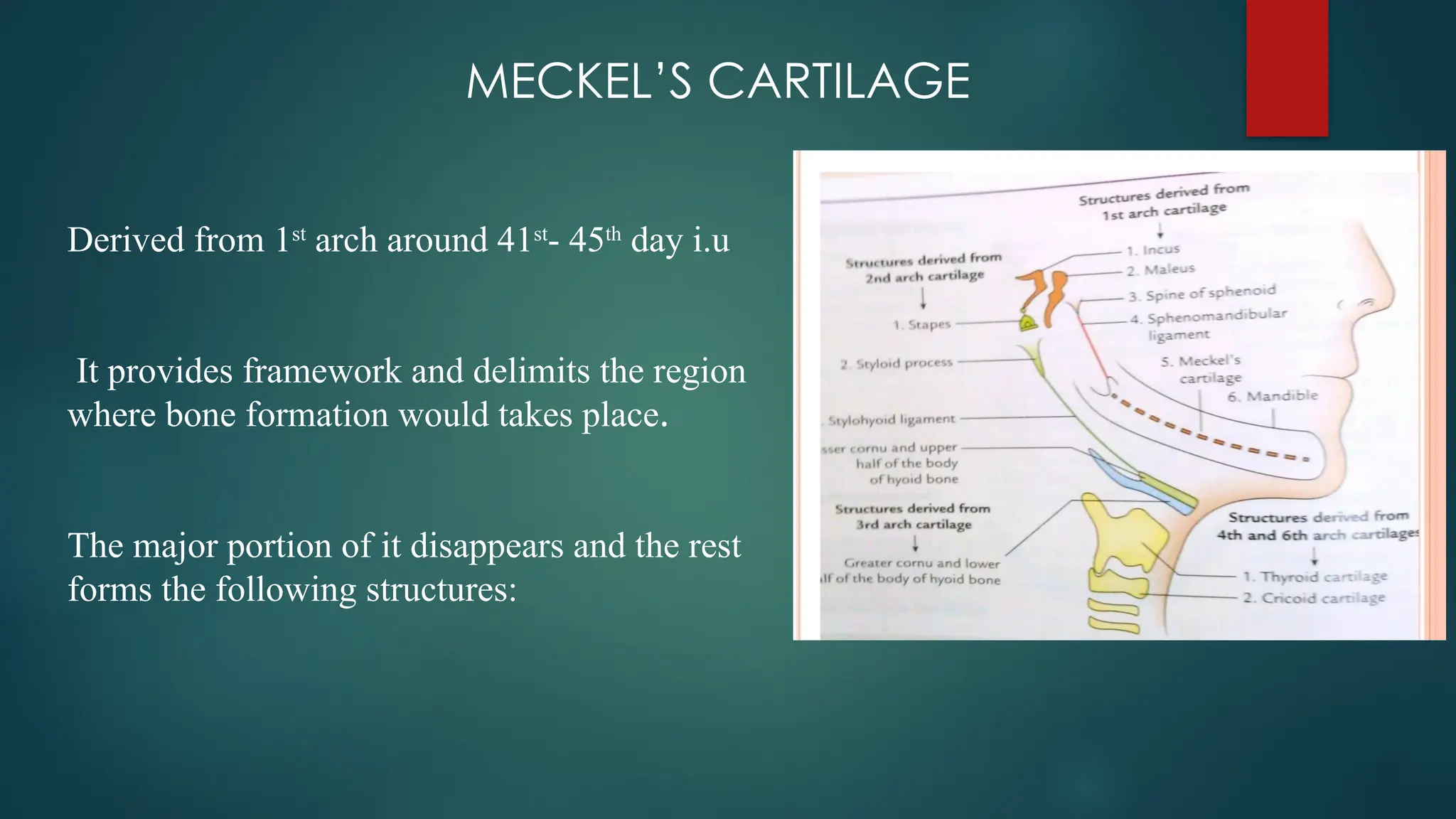 MECKEL’S CARTILAGE
Derived from 1st
arch around 41st
- 45th
day i.u
It provides framework and delimits the region
where bone formation would takes place.
The major portion of it disappears and the rest
forms the following structures:
 