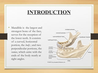 Comprehensive Overview of Mandible Development and Clinical ...