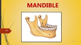 4/14/2018
101
MANDIBLE
 