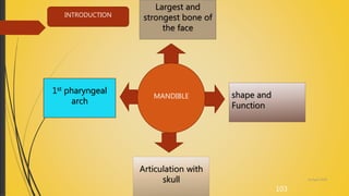 103
MANDIBLE
Largest and
strongest bone of
the face
1st pharyngeal
arch
Articulation with
skull
shape and
Function
14 April 2018
INTRODUCTION
 