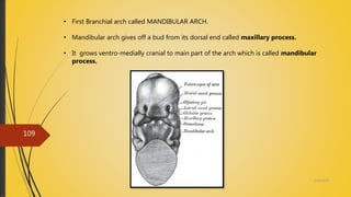 4/14/2018
109
• First Branchial arch called MANDIBULAR ARCH.
• Mandibular arch gives off a bud from its dorsal end called maxillary process.
• It grows ventro-medially cranial to main part of the arch which is called mandibular
process.
 