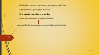 4/14/2018
110
• Mandibular process of each side grow towards each other.
• fuse in midline - give rise to mandible.
• First structure develop in lower jaw :
- Mandibular division of Trigeminal nerve.
Neurotrophic factor produced by nerve induce osteogenesis.
 