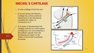 4/14/2018
111
MECKEL'S CARTILAGE
• It is the cartilage of the first arch
• In human beings the Meckel's
cartilage has a close positional
relationship to the developing
mandible but makes no
contribution to it.
• At 6 weeks of development this
cartilage extends as a solid hyaline
cartilaginous rod, surrounded by a
fibrocellular capsule, from the
developing ear region to the
midline of the fused mandibular
processes.
 