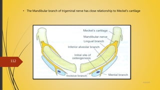 4/14/2018
112
• The Mandibular branch of trigeminal nerve has close relationship to Meckel’s cartilage
 