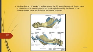 4/14/2018
113
• On lateral aspect of Meckel’s cartilage, during the 6th week of embryonic development,
a condensation of mesenchyme occurs in the angle formed by the division of the
inferior alveolar nerve and its incisor and mental branches.
 