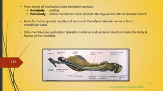 4/14/2018
115
• From center of ossification bone formation spreads:
 Anteriorly - midline
 Posteriorly - where mandibular nerve divided into lingual and inferior alveolar branch.
• Bone formation spreads rapidly and surrounds the inferior alveolar nerve to form
mandibular canal.
• Intra-membranous ossification spreads in anterior and posterior direction forms the Body &
Ramus of the mandible.
Gray’s Anatomy – Fortieth edition
 