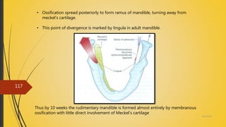 4/14/2018
117
• Ossification spread posteriorly to form ramus of mandible, turning away from
meckel’s cartilage.
• This point of divergence is marked by lingula in adult mandible.
Thus by 10 weeks the rudimentary mandible is formed almost entirely by membranous
ossification with little direct involvement of Meckel’s cartilage
 