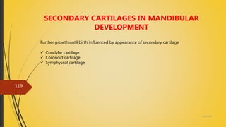 4/14/2018
119
SECONDARY CARTILAGES IN MANDIBULAR
DEVELOPMENT
Further growth until birth influenced by appearance of secondary cartilage
 Condylar cartilage
 Coronoid cartilage
 Symphyseal cartilage
 