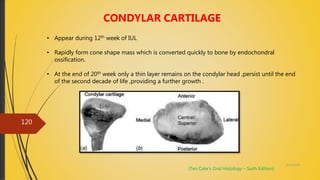 4/14/2018
120
CONDYLAR CARTILAGE
• Appear during 12th week of IUL
• Rapidly form cone shape mass which is converted quickly to bone by endochondral
ossification.
• At the end of 20th week only a thin layer remains on the condylar head ,persist until the end
of the second decade of life ,providing a further growth .
(Ten Cate’s Oral Histology – Sixth Edition)
 
