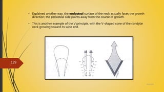 4/14/2018
129
• Explained another way, the endosteal surface of the neck actually faces the growth
direction; the periosteal side points away from the course of growth.
• This is another example of the V principle, with the V-shaped cone of the condylar
neck growing toward its wide end.
 
