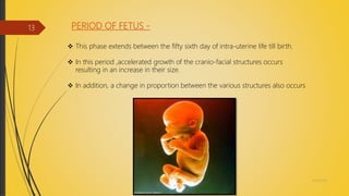 PERIOD OF FETUS -
 This phase extends between the fifty sixth day of intra-uterine life till birth.
 In this period ,accelerated growth of the cranio-facial structures occurs
resulting in an increase in their size.
 In addition, a change in proportion between the various structures also occurs
4/14/2018
13
 